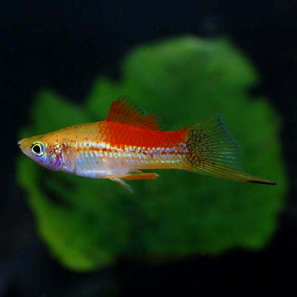 Pineapple Swordtail Group Pineapple Swordtail Group