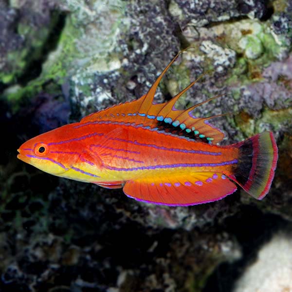 Carpenter's Flasher Wrasse Carpenter's Flasher Wrasse