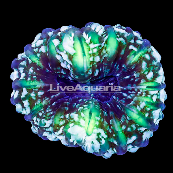 Green Cynarina Button Coral Green Cynarina Button Coral