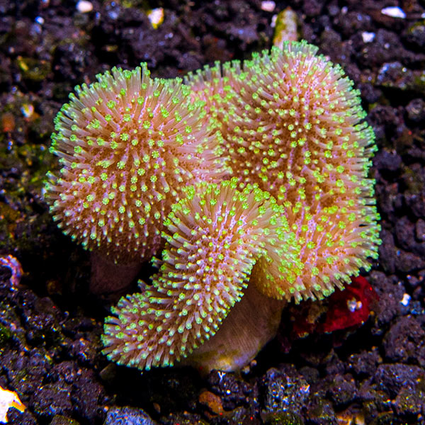 Green Polyp Toadstool Mushroom Leather Coral Green Polyp Toadstool Mushroom Leather Coral