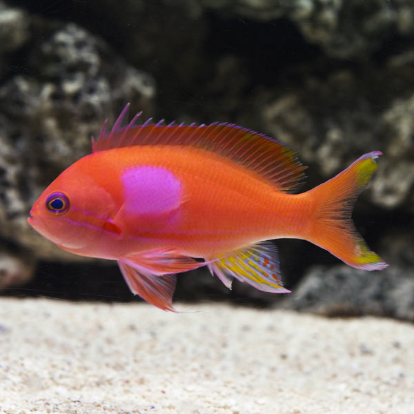 Squareback Anthias Squareback Anthias