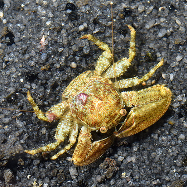 Porcelain Crab Porcelain Crab