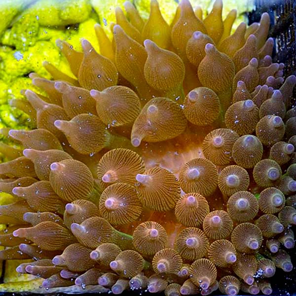 Rose Bubble Tip Anemone Rose Bubble Tip Anemone