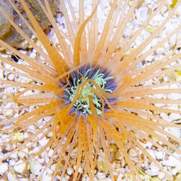 Tube Anemone Tube Anemone