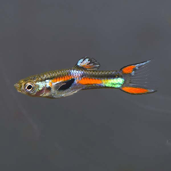 Assorted Endler's Livebearer Group, Male Assorted Endler's Livebearer Group, Male
