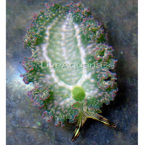 Lettuce Sea Slug Lettuce Sea Slug