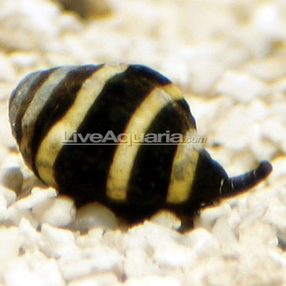 Bumble Bee Snail Bumble Bee Snail