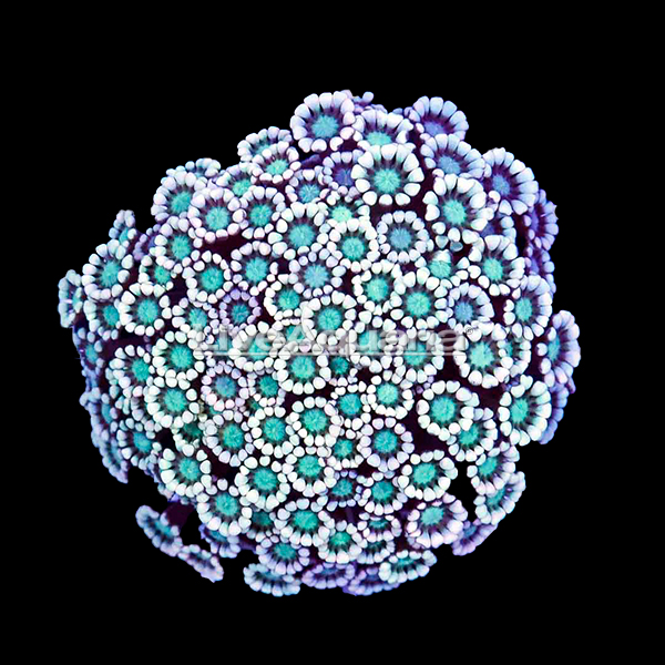 Alveopora Coral Alveopora Coral