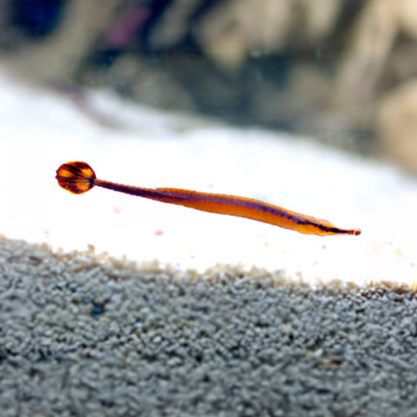 Bluestripe Pipefish Bluestripe Pipefish