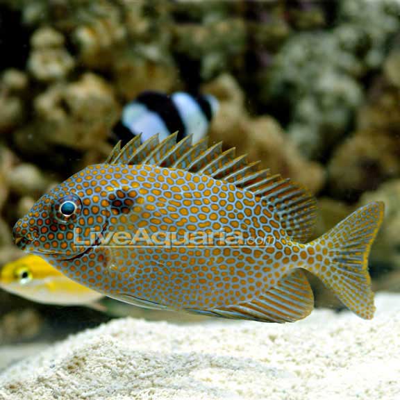 Gold Spotted Rabbitfish Gold Spotted Rabbitfish