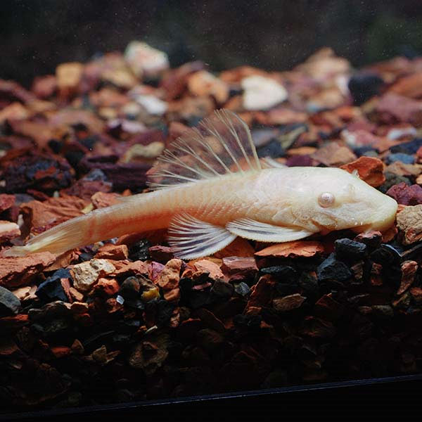Bushy Nose (L-144) Plecostomus, Albino Gold Bushy Nose (L-144) Plecostomus, Albino Gold