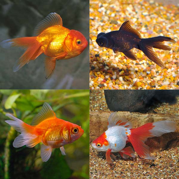 Fancy Goldfish 20 Pack Fancy Goldfish 20 Pack