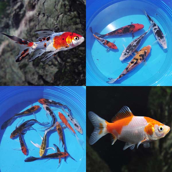 Koi and Pond Fish 12 Pack Koi and Pond Fish 12 Pack