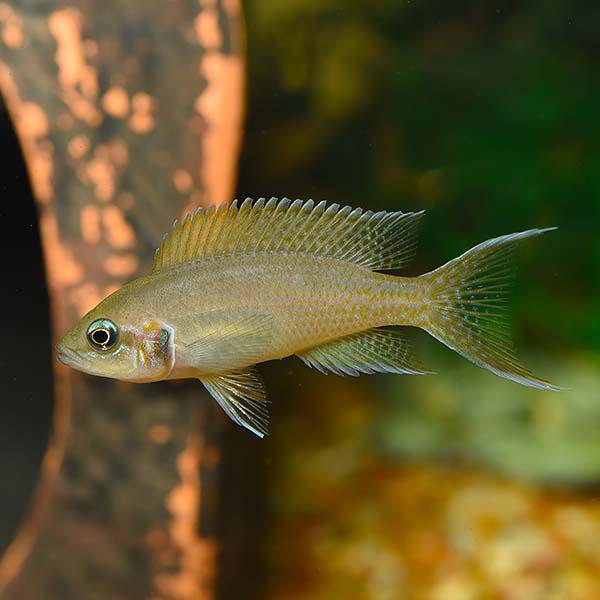 Daffodil Cichlid Daffodil Cichlid