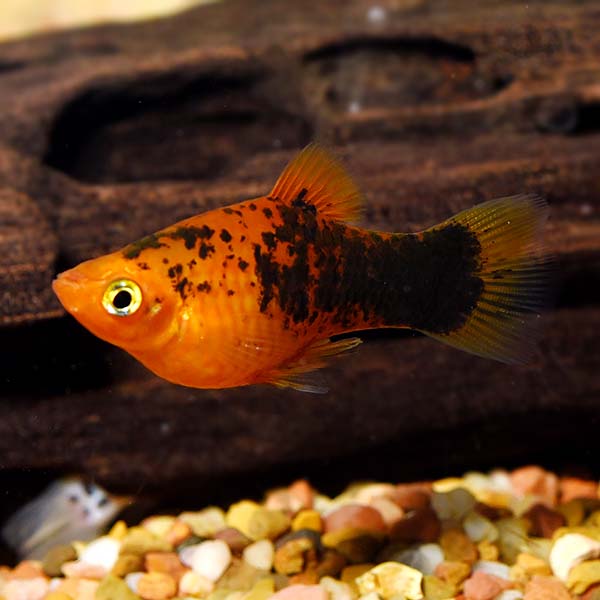 Painted Platy Painted Platy