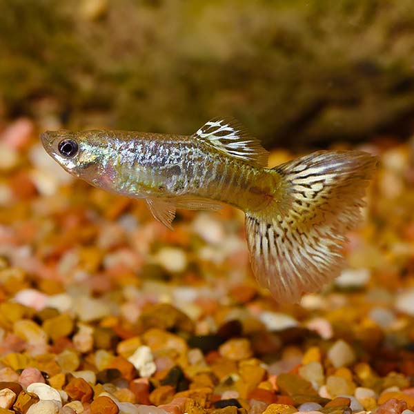Green Cobra Guppy Group, Male Green Cobra Guppy Group, Male