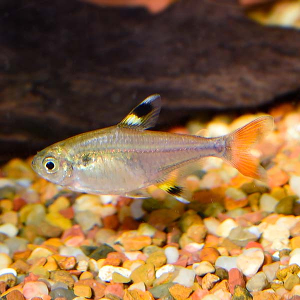 Gold Pristella Tetra Group Gold Pristella Tetra Group