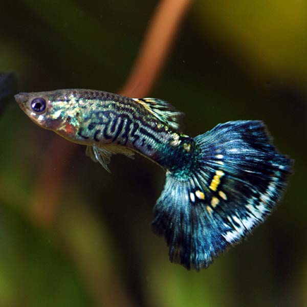 Blue Cobra Guppy Group, Male Blue Cobra Guppy Group, Male