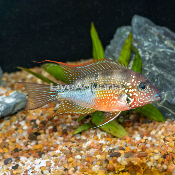 Ellioti Cichlid Ellioti Cichlid