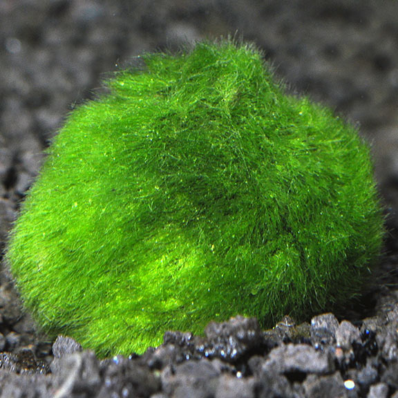Moss Ball Moss Ball
