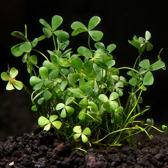 Four Leaf Clover Four Leaf Clover