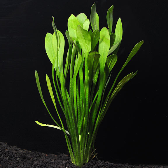 Dwarf Sagittaria Dwarf Sagittaria