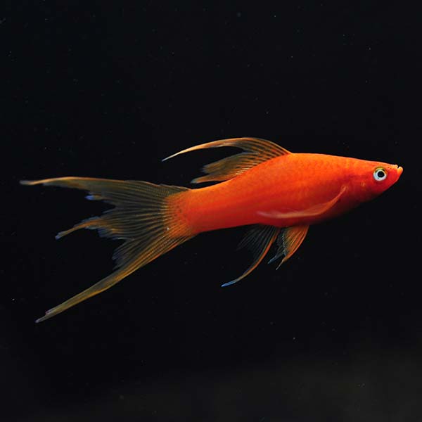 Hi Fin Lyretail Swordtail, Blood Red Hi Fin Lyretail Swordtail, Blood Red