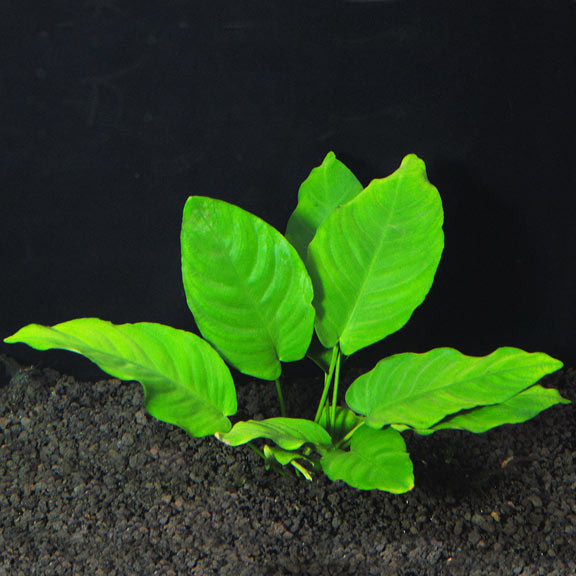 Anubias nana Anubias nana