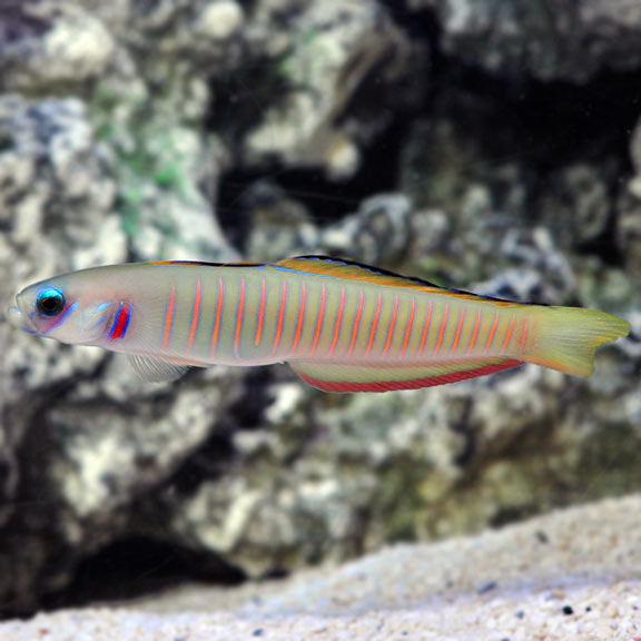 Zebra Barred Dartfish Zebra Barred Dartfish