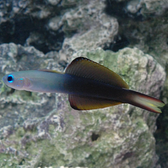 Scissortail Dartfish Scissortail Dartfish