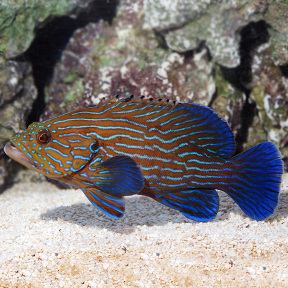 Blue Line Grouper Blue Line Grouper