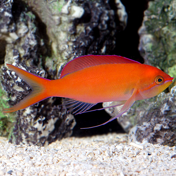 Dispar Anthias Dispar Anthias
