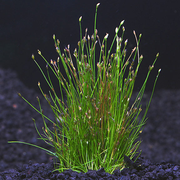 Dwarf Hairgrass Dwarf Hairgrass