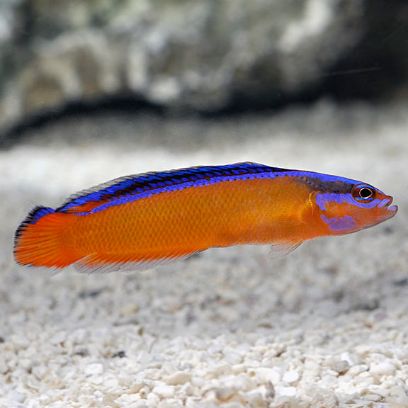 Neon Dottyback Neon Dottyback