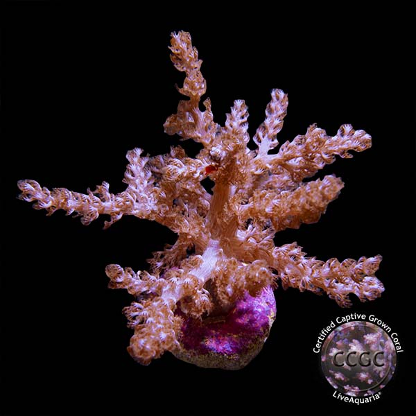 LiveAquaria® CCGC Aquacultured Taro Tree Coral LiveAquaria® CCGC Aquacultured Taro Tree Coral