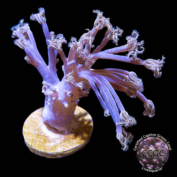 LiveAquaria® CCGC Aquacultured Blue Cespitularia Coral LiveAquaria® CCGC Aquacultured Blue Cespitularia Coral