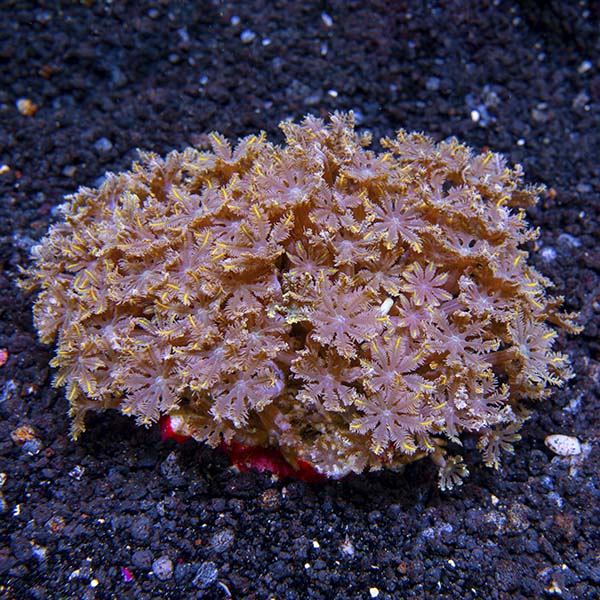 Glove Polyp Glove Polyp