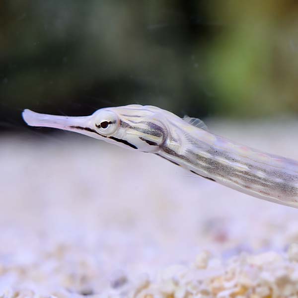 Dragonface Pipefish EXPERT ONLY Dragonface Pipefish EXPERT ONLY