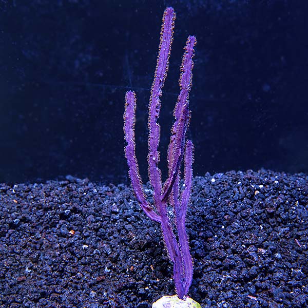 Purple Ribbon Gorgonian Purple Ribbon Gorgonian