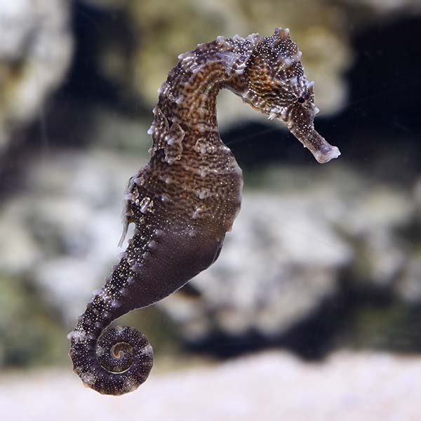 Reidi Seahorse, Captive-Bred Reidi Seahorse, Captive-Bred