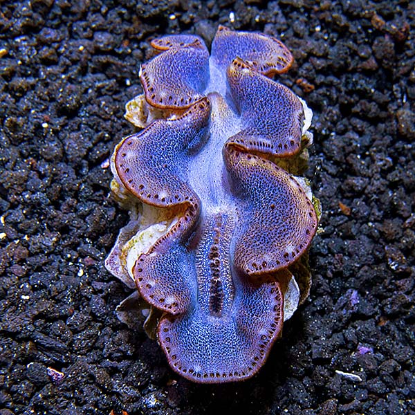 Maxima Clam First Grade, Aquacultured Maxima Clam First Grade, Aquacultured