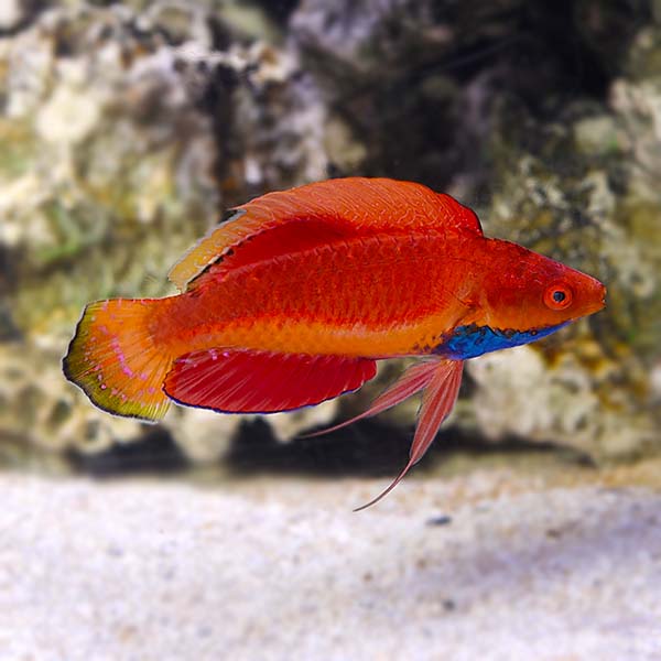 Blue Throat Fairy Wrasse Blue Throat Fairy Wrasse