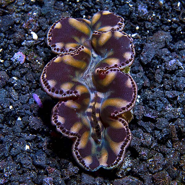 Maxima Clam Gold, Aquacultured Maxima Clam Gold, Aquacultured