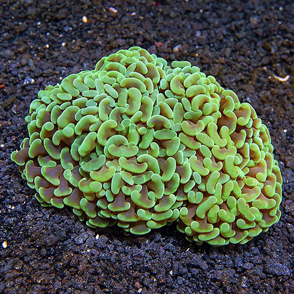 Hammer Coral Hammer Coral