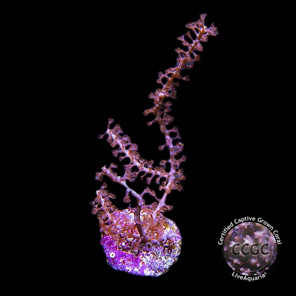 LiveAquaria® CCGC Aquacultured Purple Gorgonia Coral LiveAquaria® CCGC Aquacultured Purple Gorgonia Coral