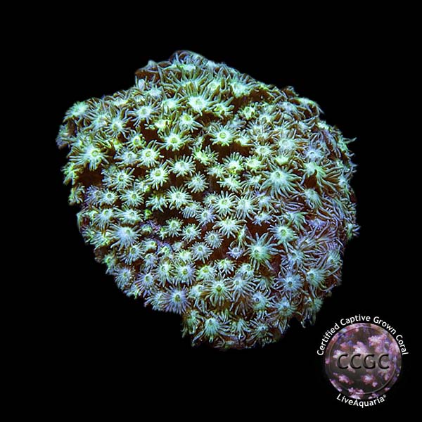 LiveAquaria® CCGC Aquacultured Green Goniopora Coral LiveAquaria® CCGC Aquacultured Green Goniopora Coral