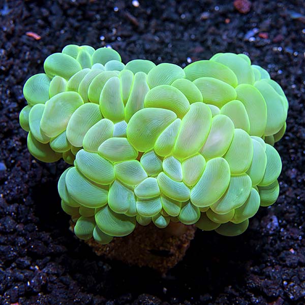 Bubble Coral, Green Bubble Coral, Green