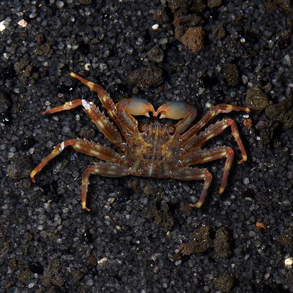 Sally Lightfoot Crab Sally Lightfoot Crab