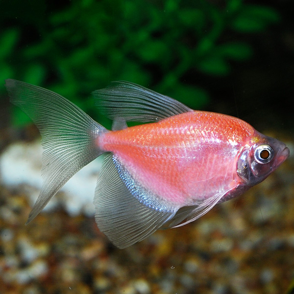 GloFish®, Moonrise Pink® Longfin Tetra GloFish®, Moonrise Pink® Longfin Tetra