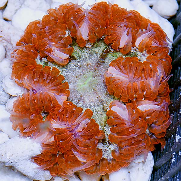Rock Flower Anemone, Ultra Rock Flower Anemone, Ultra